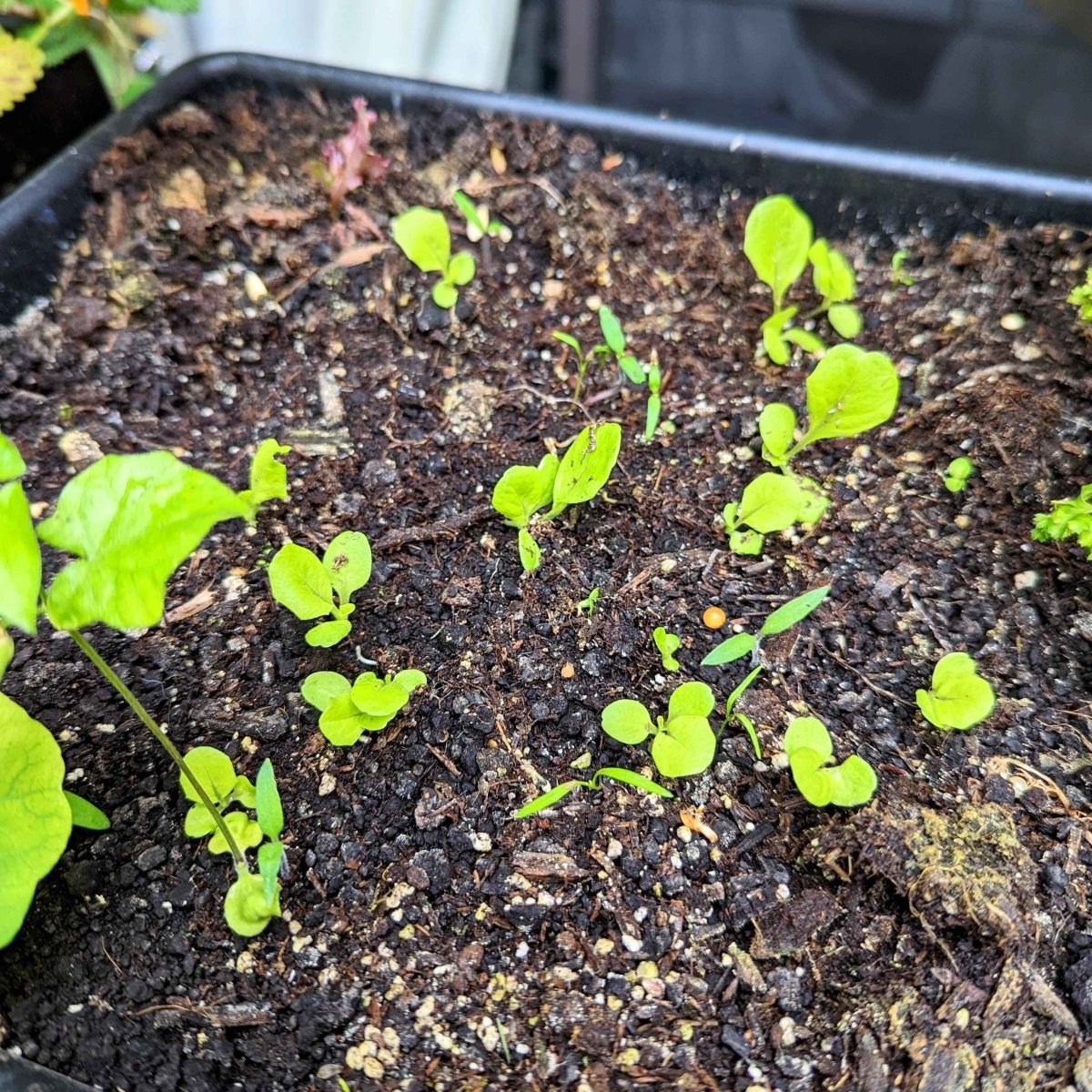 Organic Tom Thumb Lettuce Seeds – photo 3