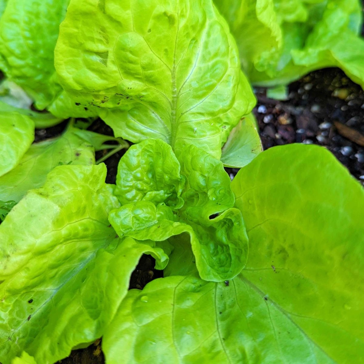 Organic Tom Thumb Lettuce Seeds – photo 5