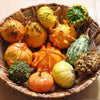 25 TEN COMMANDMENTS GOURD Mix Crown of Thorns Mixed Colors Cucurbita Pepo Seeds