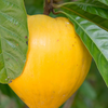 Canistel 'Oro' (Pouteria campechiana)