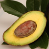 Avocado 'Oro Negro' (Persea americana)