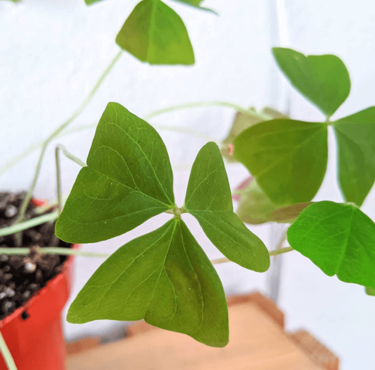 Oxalis 'Shamrock Plant' Bulbs