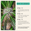 Pachypodium lamerei 'Madagascar Palm' Seeds
