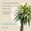 Pachypodium lamerei 'Madagascar Palm' Seeds