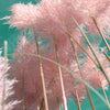 200 Ornamental PINK PAMPAS GRASS Cortaderia Selloana Rosea Seeds