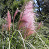 200 Ornamental PINK PAMPAS GRASS Cortaderia Selloana Rosea Seeds