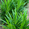 Pandan Leaf (Pandanus amaryllifolius)