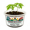 Papaya Grow Kit