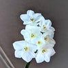 Paperwhite Bulb – live plant – photo 3
