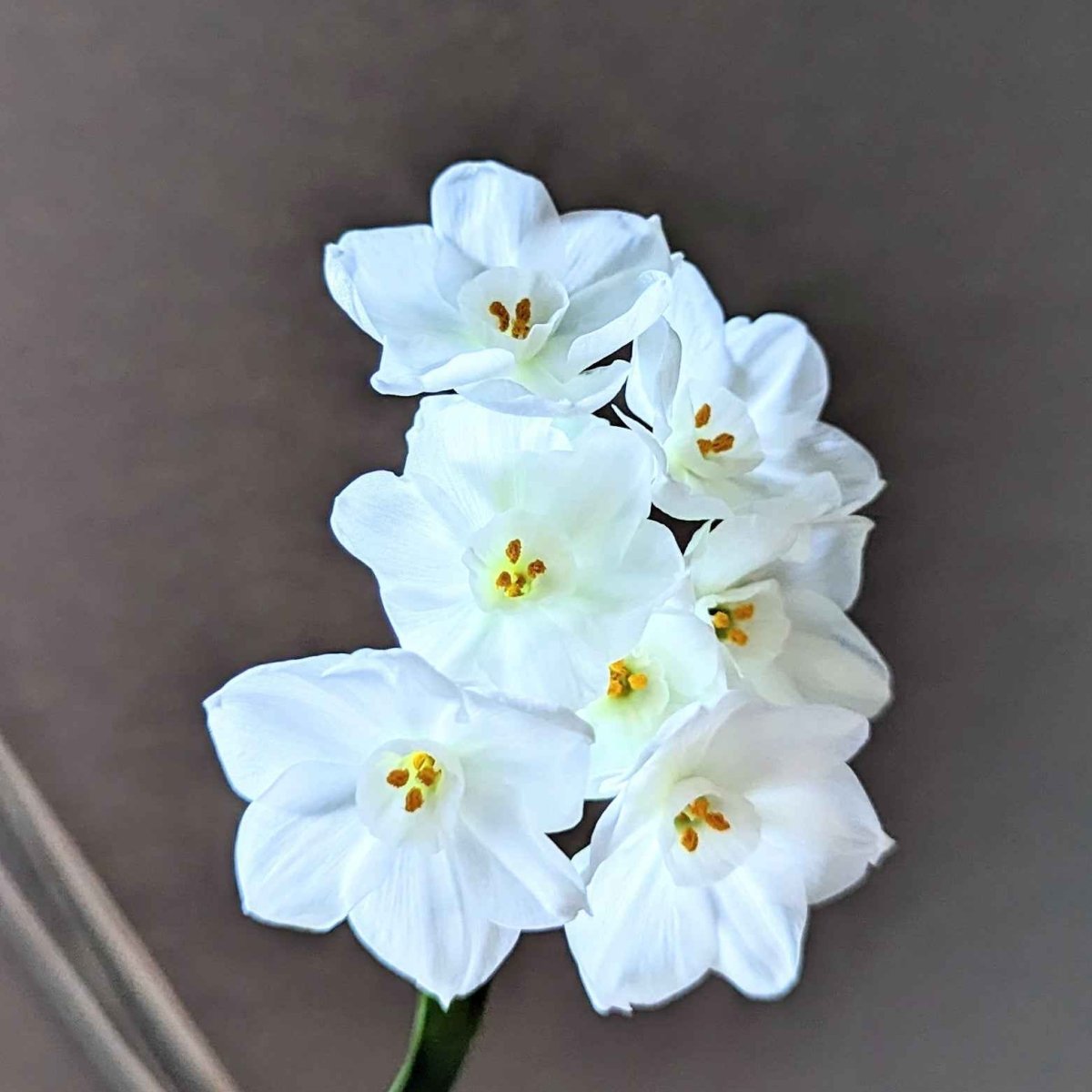 Paperwhite Bulb – live plant – photo 3