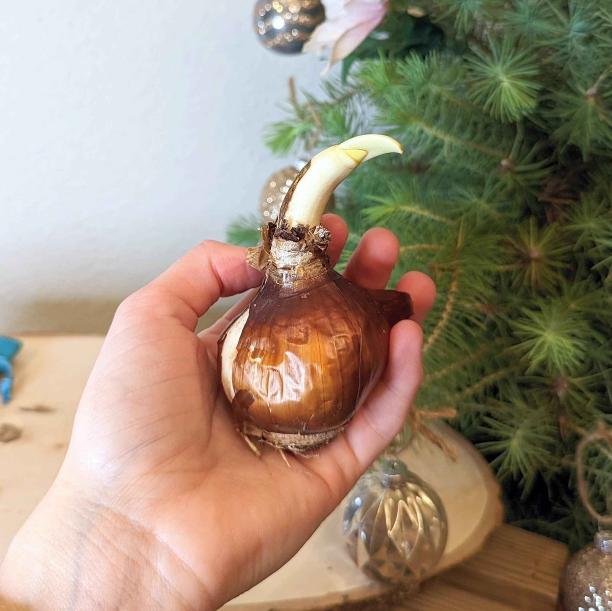 Paperwhite Bulb – live plant – photo 6