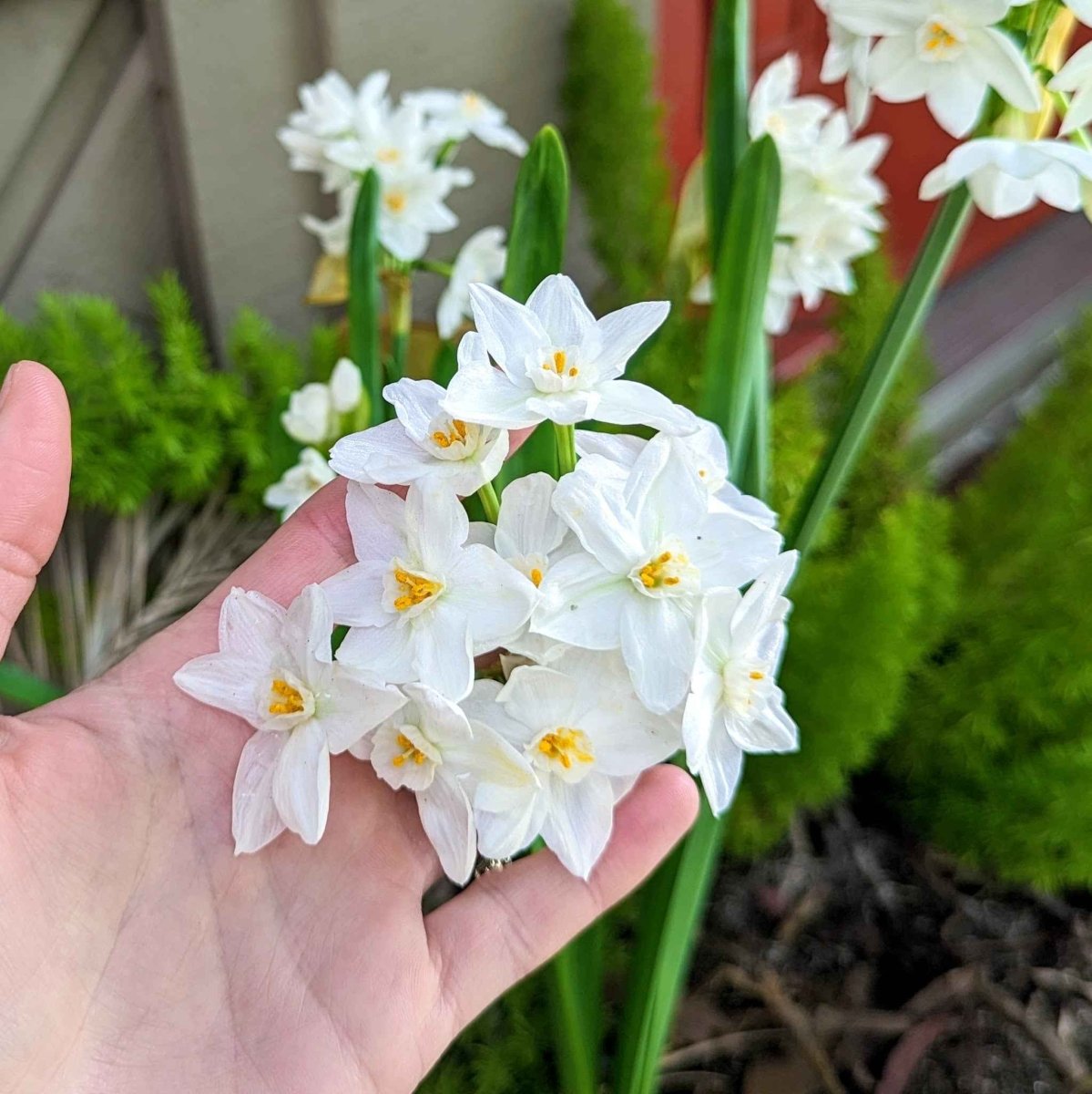Paperwhite Bulb – live plant – photo 4