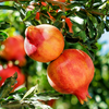 Pomegranate 'Parfianka' (Punica granatum)