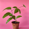Passion Fruit ‘Purple Possum’ (Passiflora edulis)