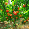 Multi-Fruit Peach Tree