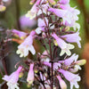 250 NATIVE MIX Beardtongue PENSTEMON Grandiflorus, Strictus, Cobaea, Palmeri, Digitalis, Pallidus - Pink White Blue Purple Flower Seeds