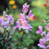 250 NATIVE MIX Beardtongue PENSTEMON Grandiflorus, Strictus, Cobaea, Palmeri, Digitalis, Pallidus - Pink White Blue Purple Flower Seeds