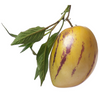 Pepino Dulce (Solanum muricatum)