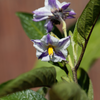 Pepino Dulce (Solanum muricatum)