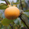 10 ITALIAN PERSIMMON TREE Dateplum Date Plum Fruit Diospyros Lotus Seeds