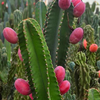 Peruvian Apple Cactus (Cereus repandus)