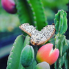 Peruvian Apple Cactus (Cereus repandus)