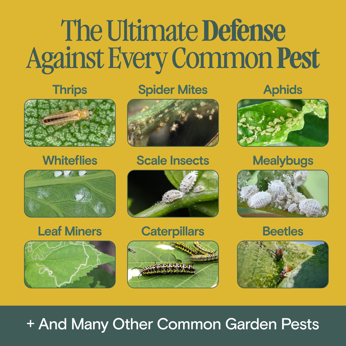 Organic Bio Insecticide – photo 3
