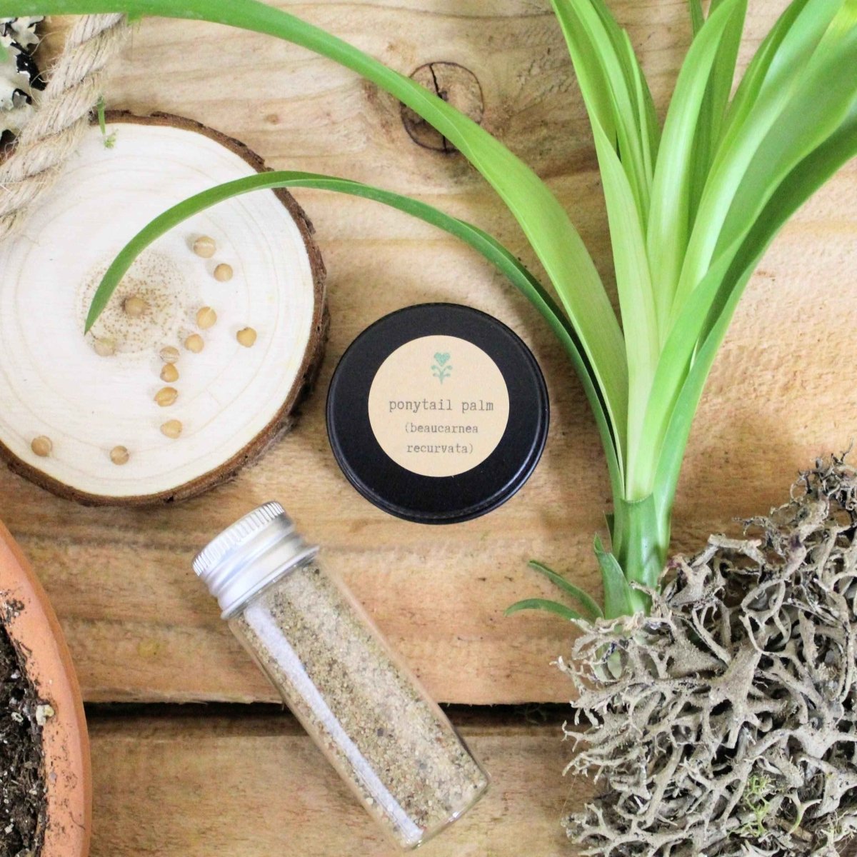 "Pet-Friendly" Houseplant Seed Collection – photo 5
