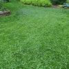 PetLawn Dog-Friendly Lawn Mix – Durable, Pet-Safe Grass & Clover Blend – photo 5