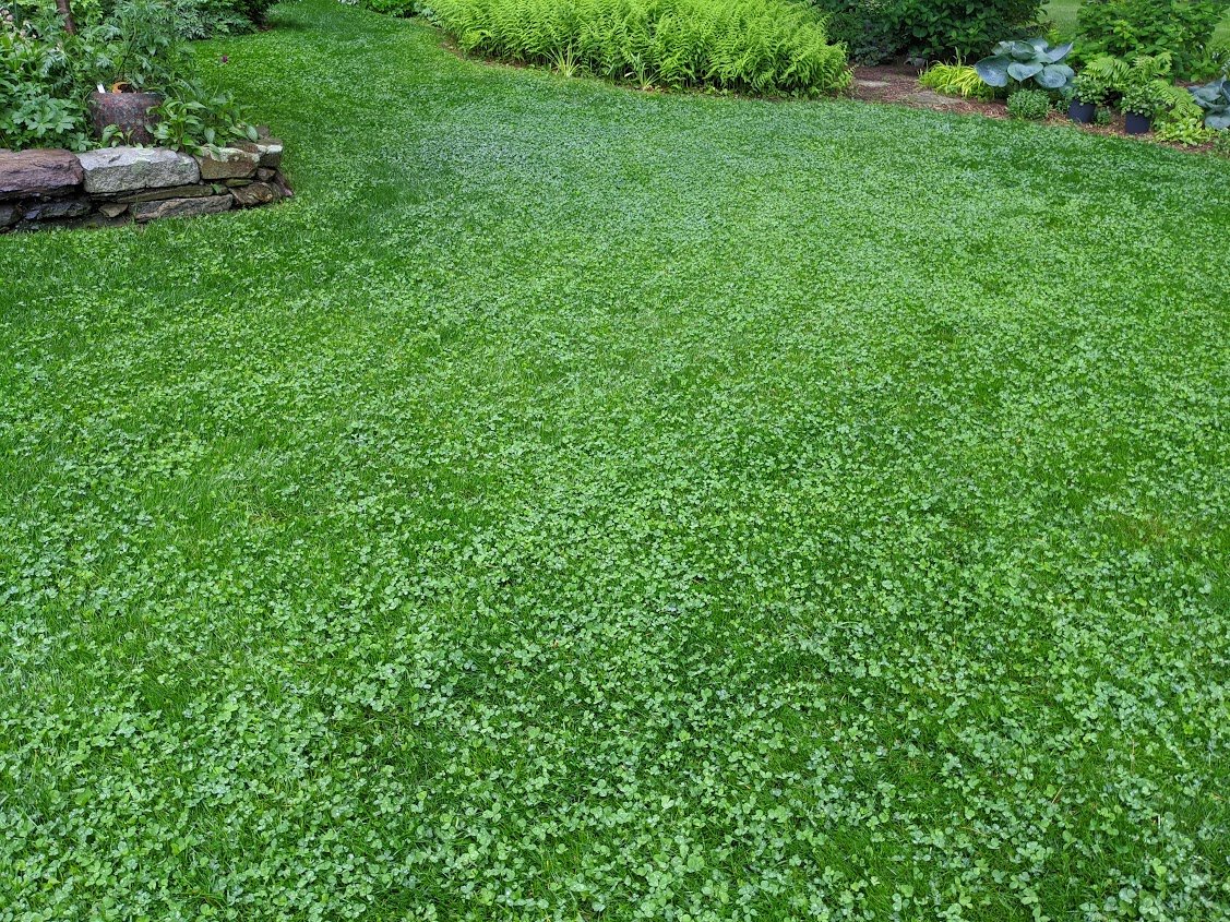 PetLawn Dog-Friendly Lawn Mix – Durable, Pet-Safe Grass & Clover Blend – photo 5