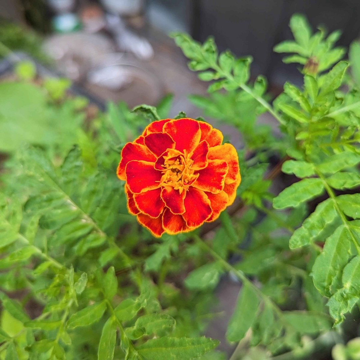 Petite Marigold Seeds – photo 5
