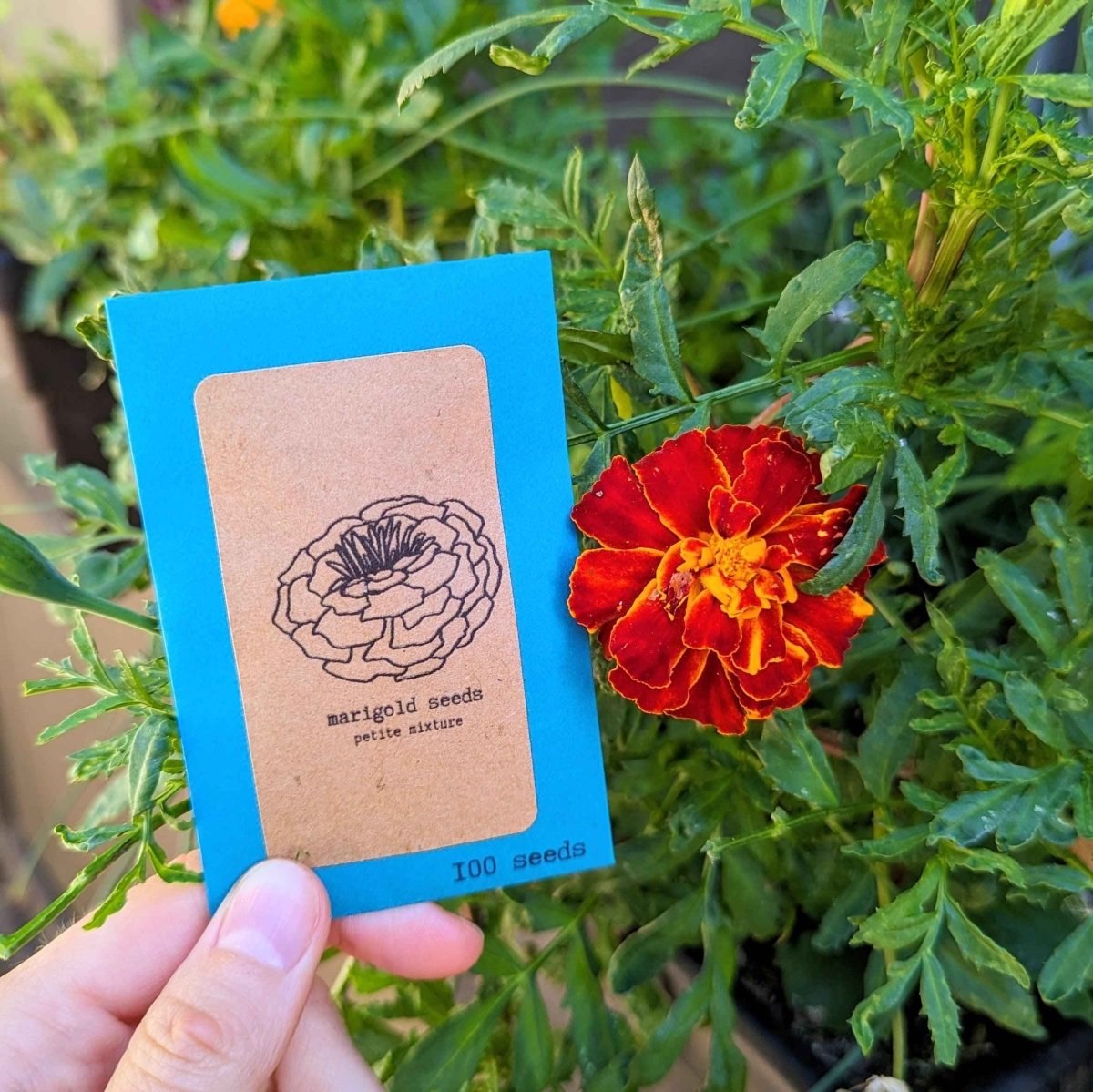 Petite Marigold Seeds – photo 4