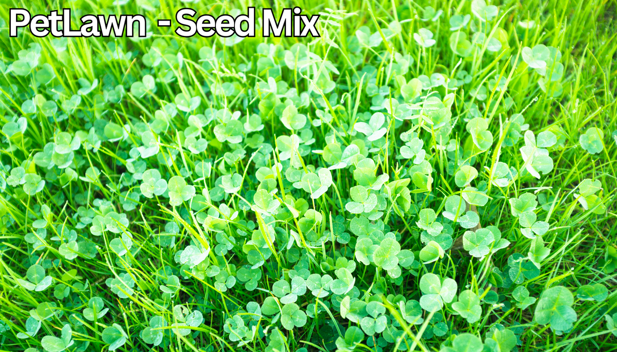 PetLawn Dog-Friendly Lawn Mix – Durable, Pet-Safe Grass & Clover Blend – photo 2