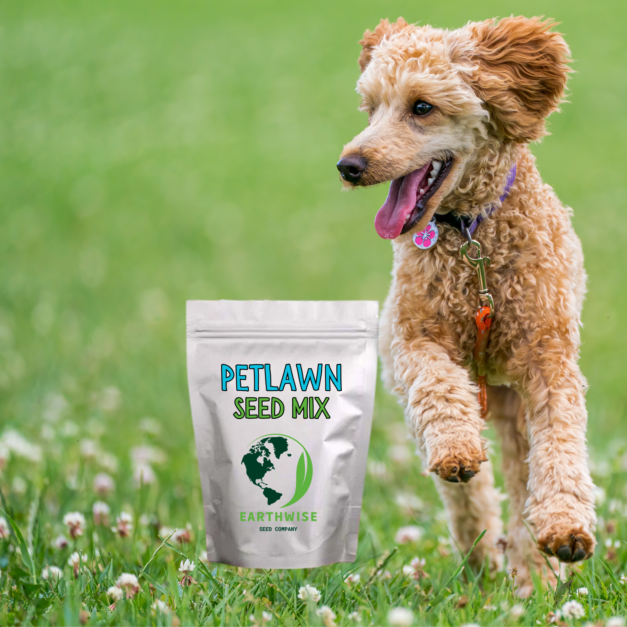 PetLawn™ Dog-Friendly Lawn Mix – Durable, Pet-Safe Grass & Clover Blend