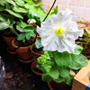 Petunia Seeds