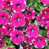 50 PICOTEE MIX PETUNIA Multiflora Mixed Colors Bicolor White Blue Purple Pink Red Flower Seeds
