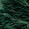 Taylor Juniper