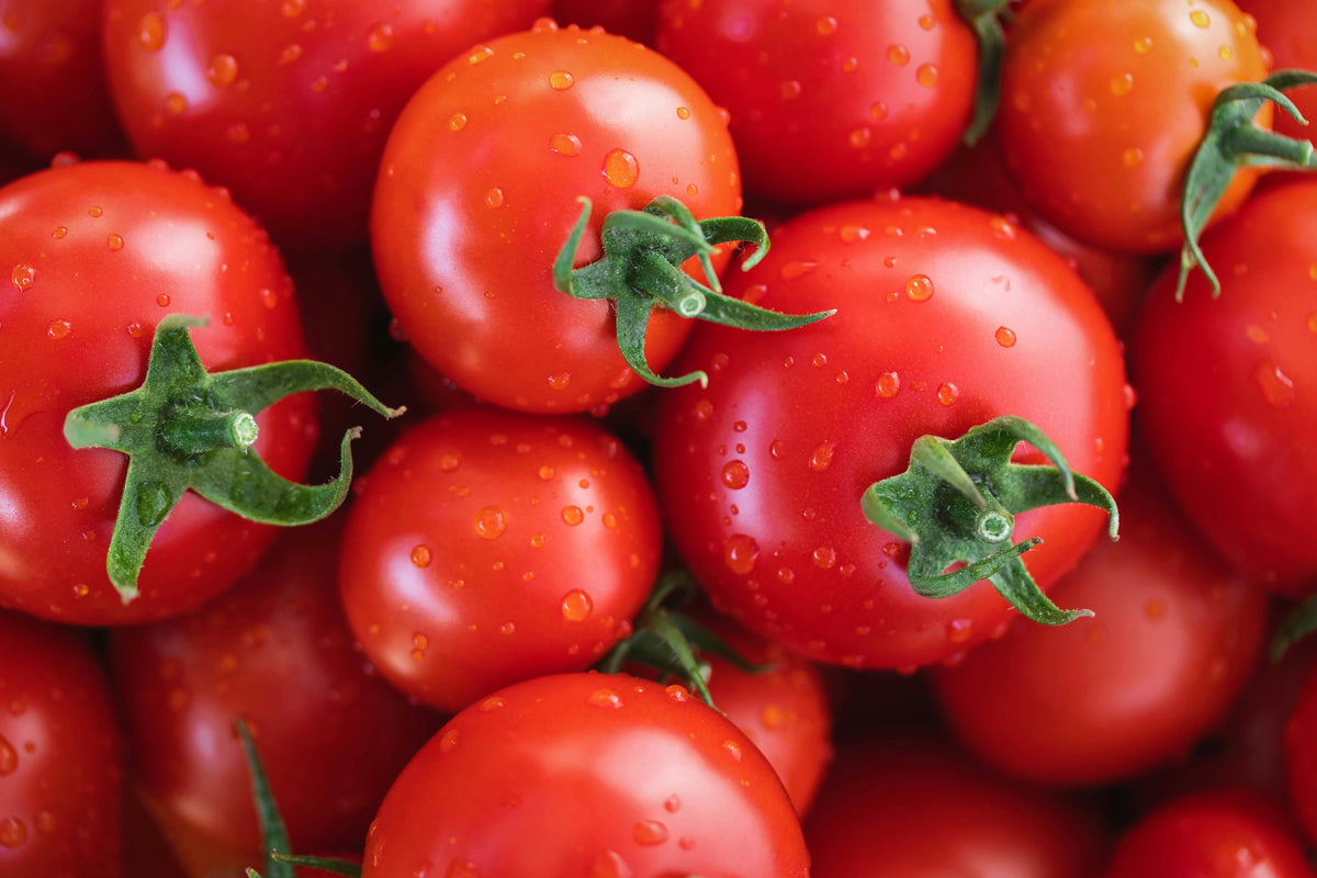 1 Oz Bulk Italian Tree Tomato Seeds – 'Trip L Crop' Seeds – 1 Ounce = Approx 9500 – photo 6