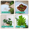 Philodendron Selloum 'Split Leaf Philodendron' Seeds