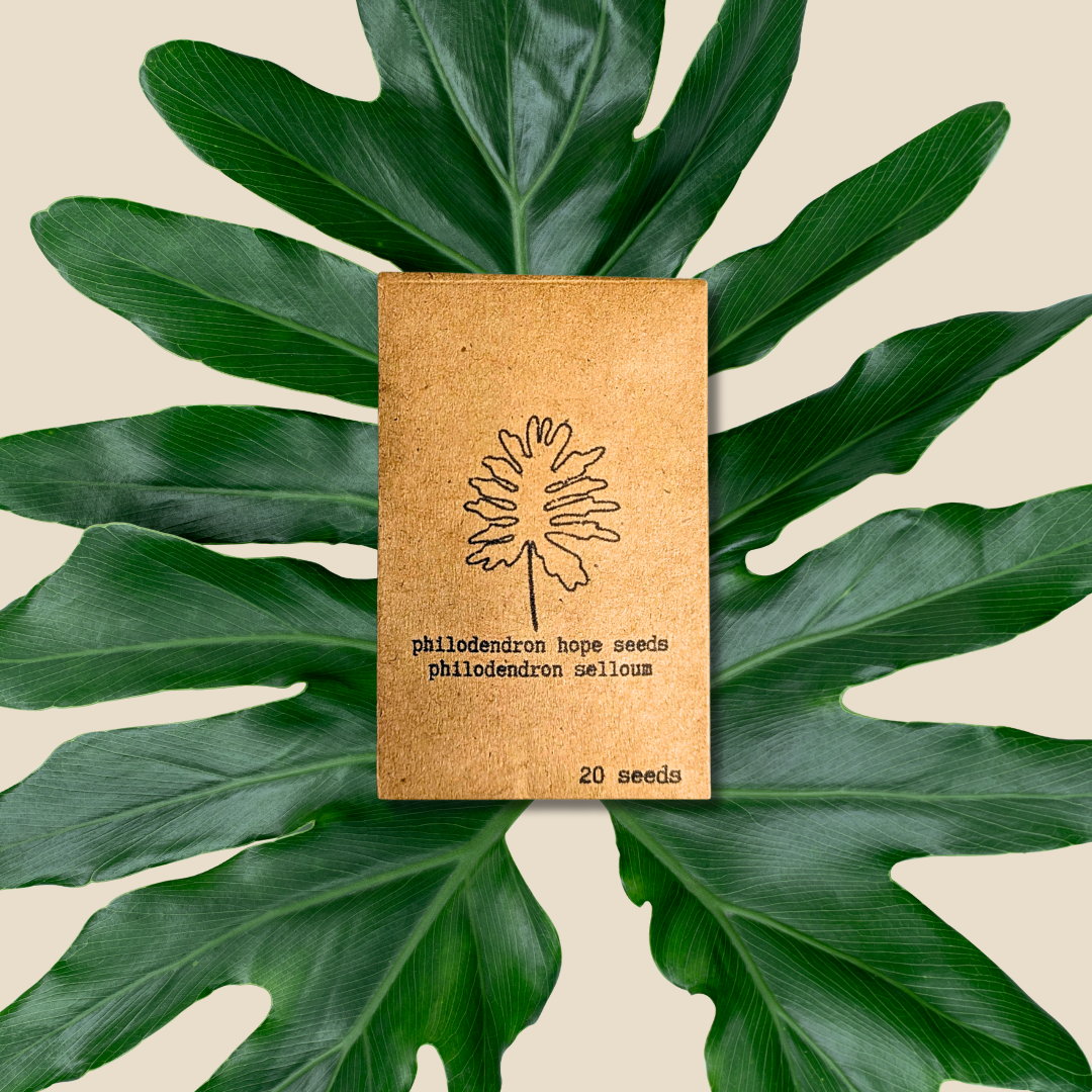philodendron split leaf selloum Philodendron Selloum 'Split Leaf Philodendron' Seeds