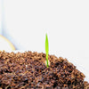 Phoenix Robelenii 'Pygmy Date Palm' Seeds – photo 4