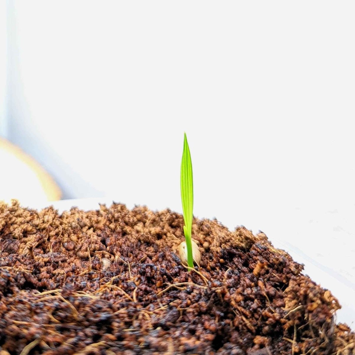 Phoenix Robelenii 'Pygmy Date Palm' Seeds – photo 4