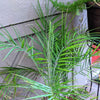 Phoenix Robelenii 'Pygmy Date Palm' Seeds – photo 3
