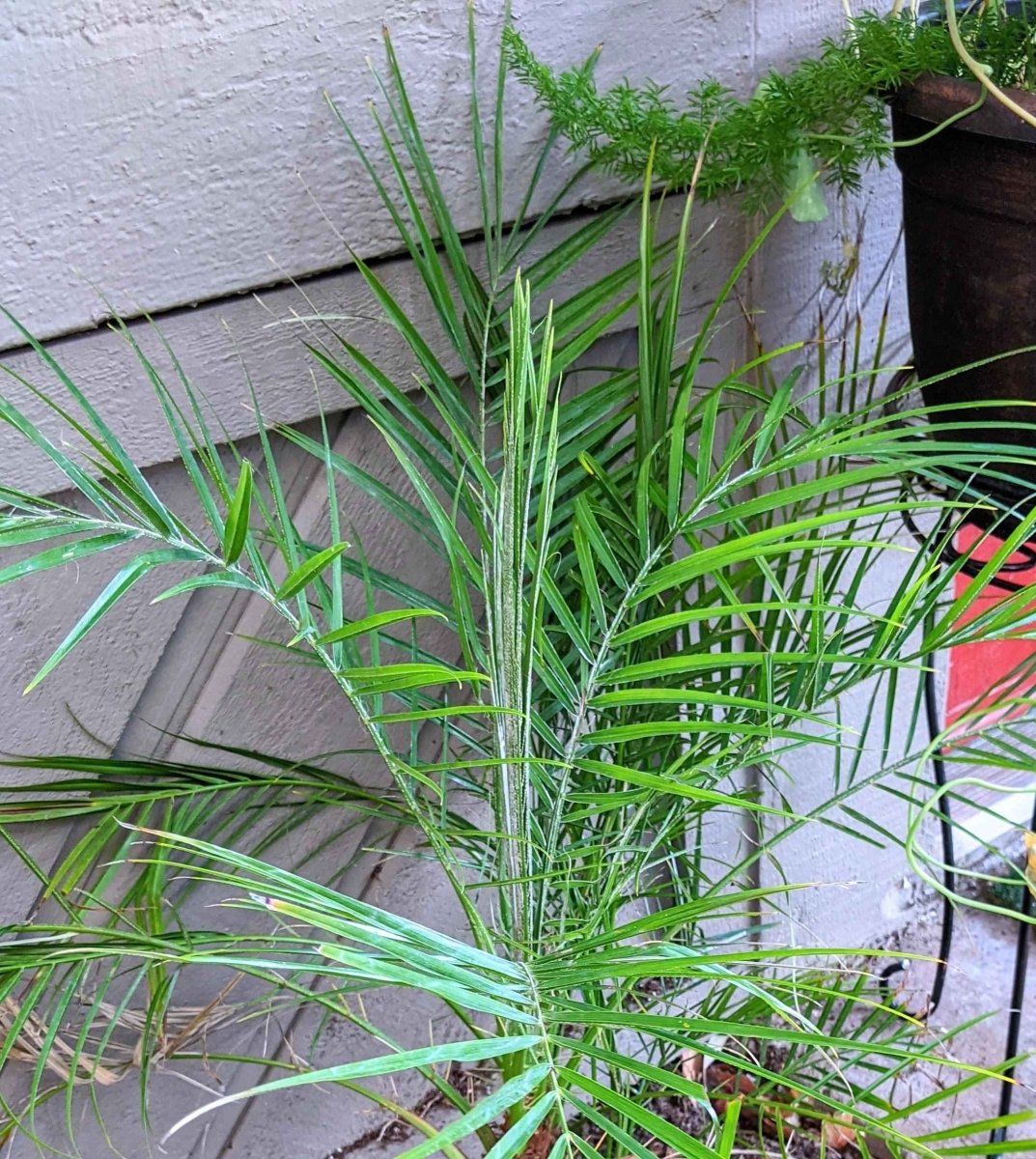 Phoenix Robelenii 'Pygmy Date Palm' Seeds – photo 3