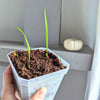 Phoenix Robelenii 'Pygmy Date Palm' Seeds – photo 5