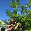 Mulberry 'Shangri La' (Morus alba x rubra)