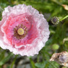 Pink & White Poppy Papaver Somniferum Flower Seeds