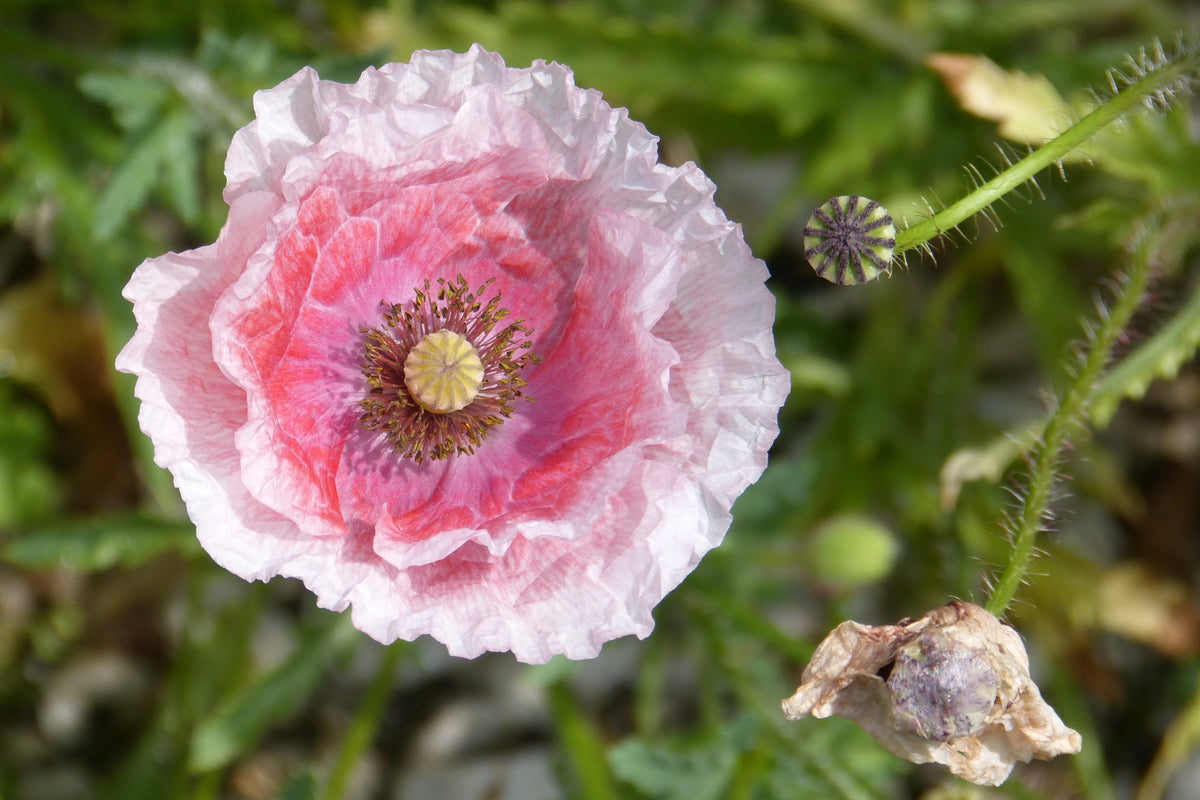 Pink & White Poppy Papaver Somniferum Flower Seeds