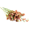 Pink Wampee (Clausena excavata)