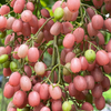 Pink Wampee (Clausena excavata)